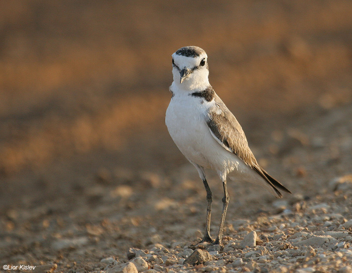   Kentish Plover Charadrius alexandrinus                            ,  2009. : 